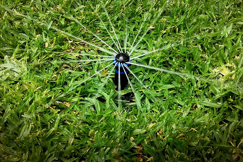 Pop up sprinkler in new turf installation in Tamworth NSW.