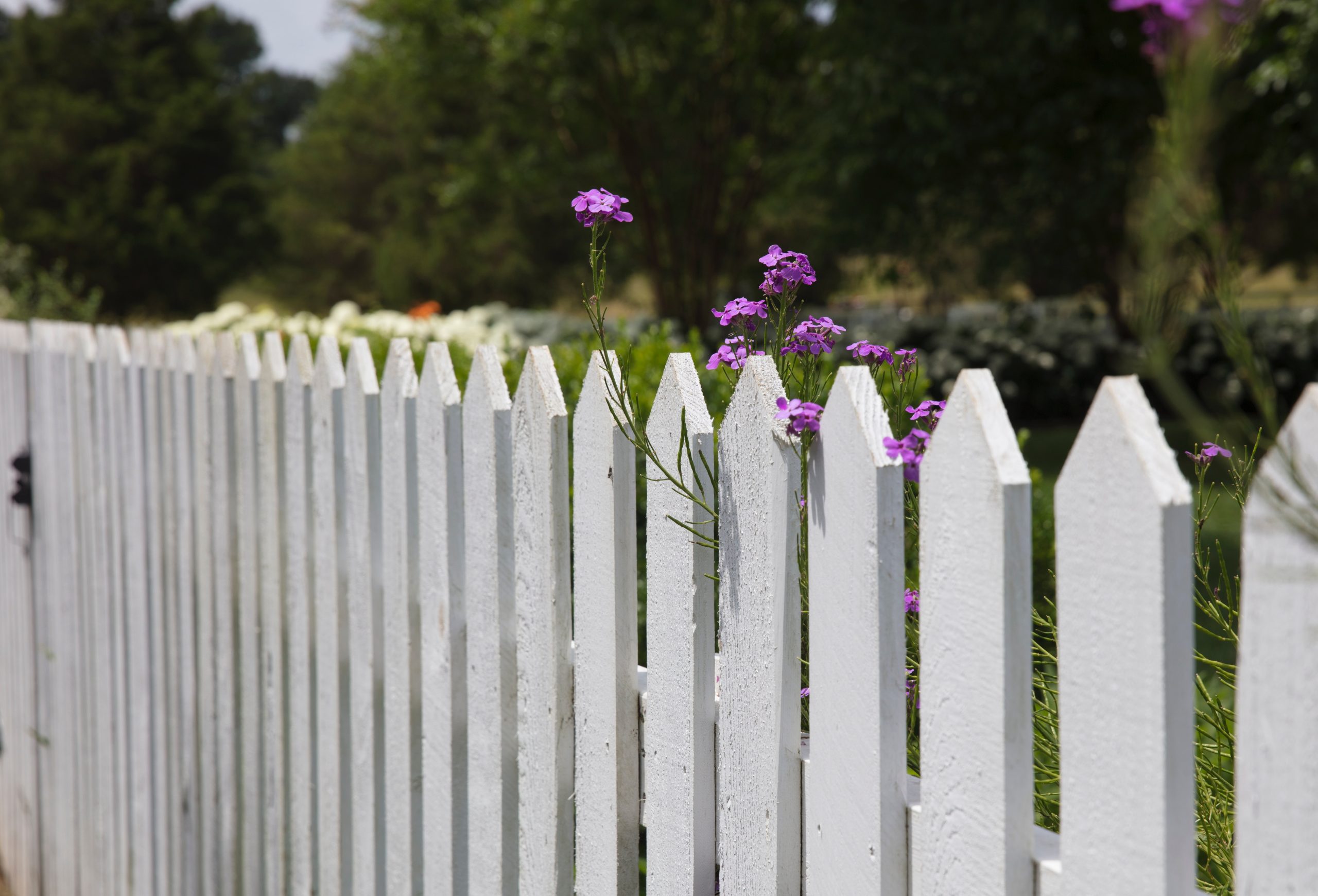 White paling fence. Landscaping services in Tamworth.